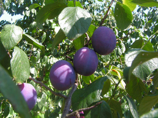 fermentatie prune de tuica
